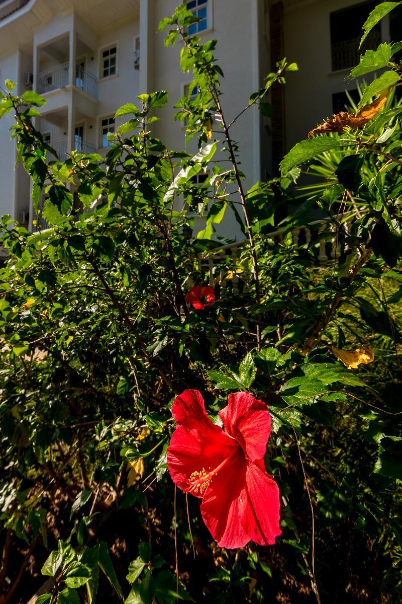 Petunya Konak Boutique Hotel İçmeler Exteriér fotografie